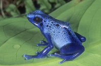 583-blue-poisn-arrow-frog-dendrobates-azureussurinam-copy-copy.jpg